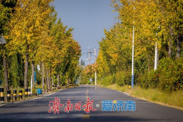一年四季 泉在济南 | 银杏大道铺展秋日胜景