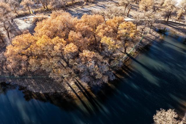 美丽中国丨额济纳：晚秋胡杨美