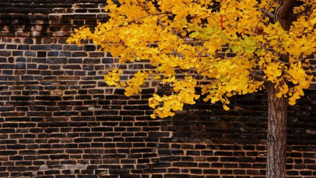 济宁冬季赏叶天花板，错过等一年的绝美景色