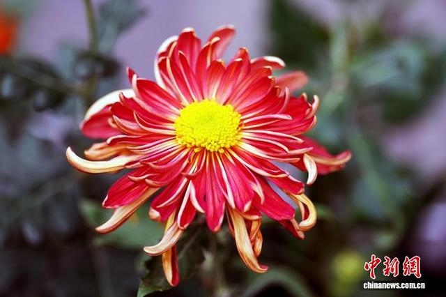 四川成都：700余种菊花亮相引游人