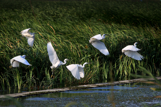 跟着水网看宿迁④