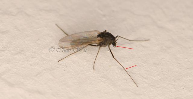 北京雪地惊现蚊子爬行，蚊子出现抗寒性了？