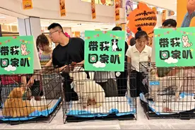 流浪狗领养文案火了，可心动，别冲动图片