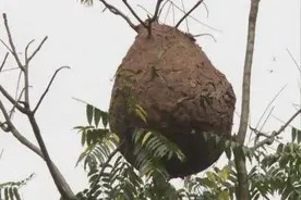 河南八旬夫妇被人头蜂蜇伤去世  摘取野外蜂巢者是否应被追究法律责任？图片