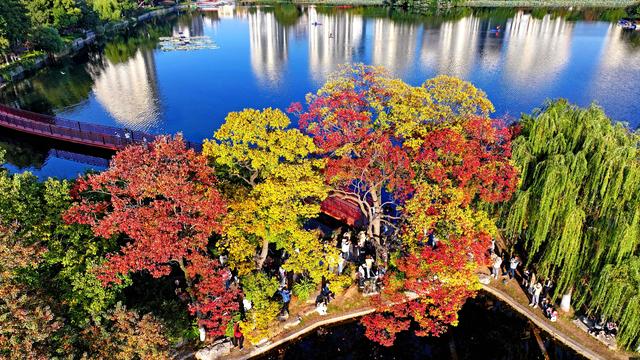 南京莫愁湖“网红”乌桕，层层叠叠的斑斓把秋意拉满