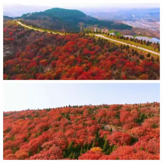 “泉”在济南享金秋——“一城山色·登山打卡”带你来赏红叶啦！