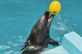 瓶鼻海豚落户兰州海洋公园图片