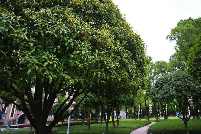 重庆江北：桂花街上桂花香 品秋赏花正当时