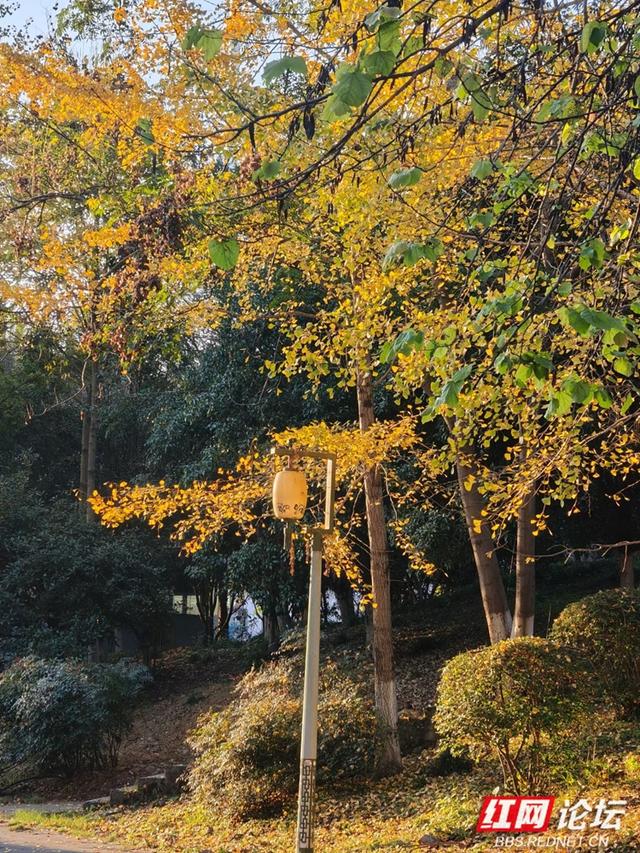 岁暖时刻丨在凤凰县环城路，我读懂了一片梧桐叶的一生