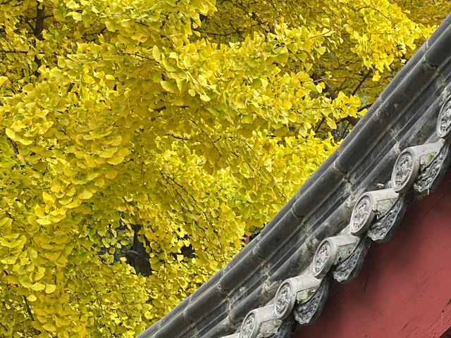 泰山壶天阁银杏披“金衣” 秋日美景引客来