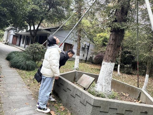 51年前基辛格提议送给中国的那棵红杉树，在杭州植物园里代代延绵