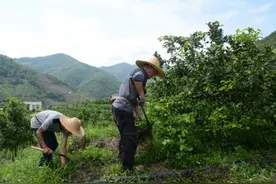 望谟县蔗香镇蔗香村2000余亩青柠檬进入盛果期图片