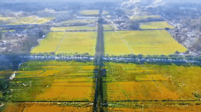 美哭！扬州稻田绝美秋景别错过～