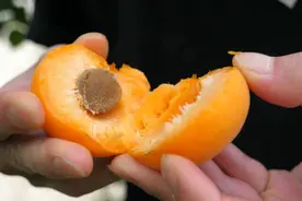 有“杏”遇见你！岳普湖县的杏子熟啦图片