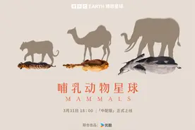 《哺乳动物星球》：呈现哺乳动物们鲜活的生命力和物种智慧图片