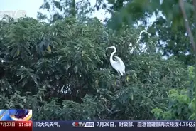 走进新型工厂丨我国最大的石化冶炼企业里 藏着一个生态园图片