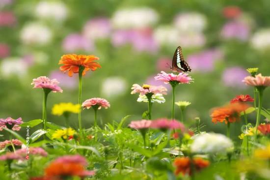 上海秋日浪漫天花板！这些花海美到让人心醉