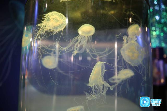 元旦去哪玩？潍坊市科技馆藏着一片 “海底世界”