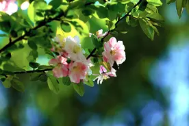 《从"高烛照红妆"到"绿肥红瘦"：解码海棠在古代艺术家笔下的视觉基因》图片