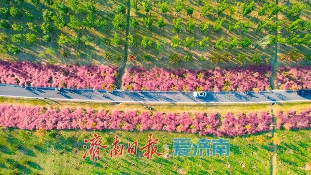 一年四季 泉在济南丨粉浪漫河岸 打卡黄河北