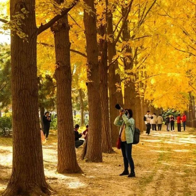 还在凑满减？这里的绝美秋景免费派送中——