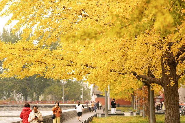 故宫筒子河畔，秋色醉人