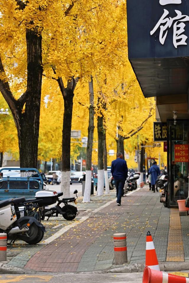 藏不住！秋天的莲都街头，绝美~