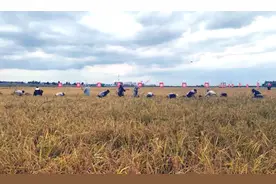 五常大米金秋开镰 电商平台包地包销图片