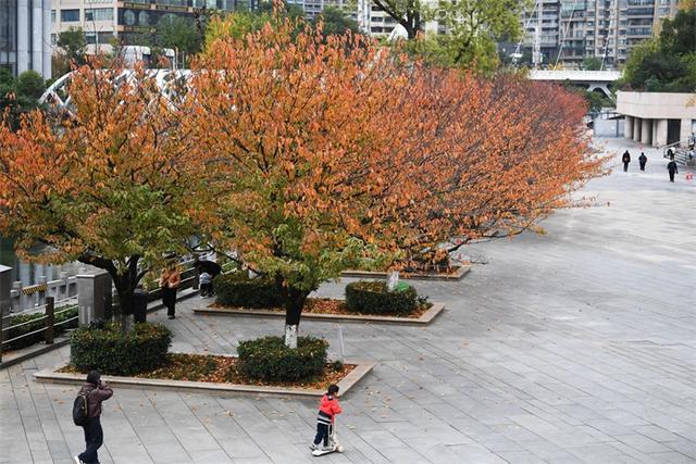 贵阳：初冬时节好风景