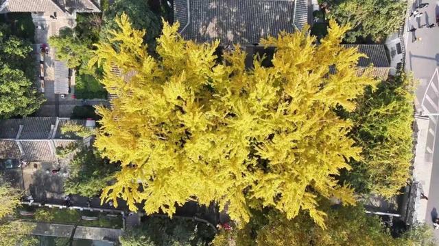 错过等一年！扬州这些银杏观赏点位已进入最佳观赏期→