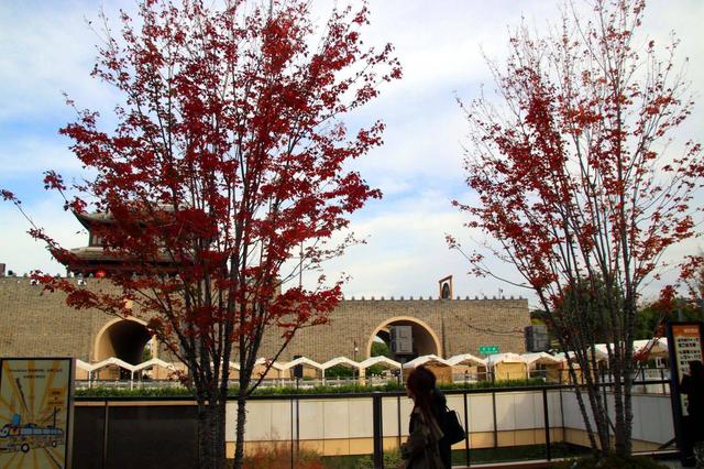 江苏苏州：初冬叶绯红，游客醉美景