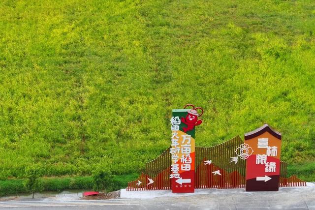 美翻！万亩稻田“丰”景藏不住了，11月23日高明稻马见～