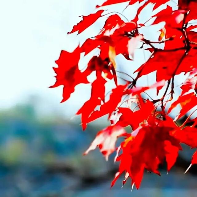 醉美坊子｜秋染小城，被时光温柔以待