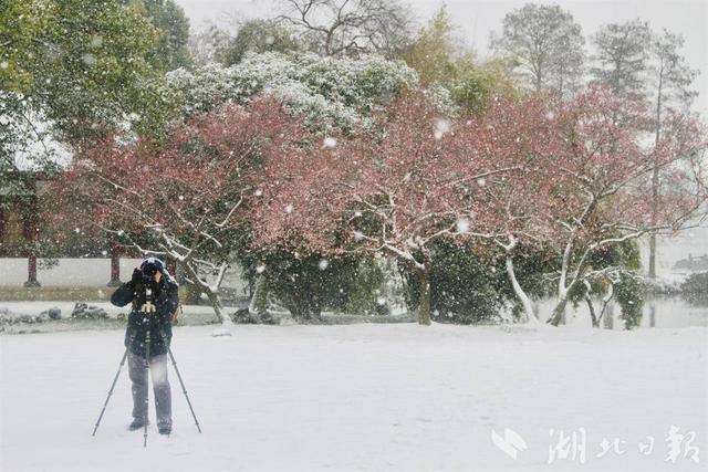 ​东湖梅花枝头俏，大雪里的“中式美学”尽显诗意