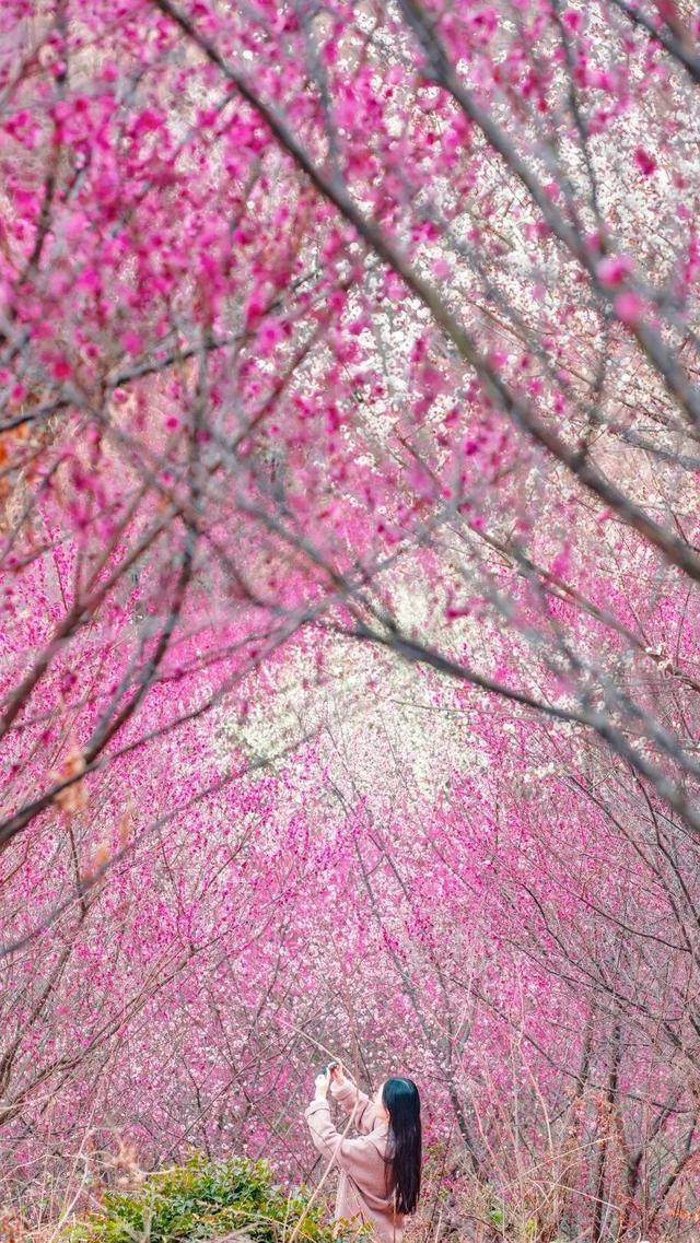 惊艳全国！2026黄陂首登央视