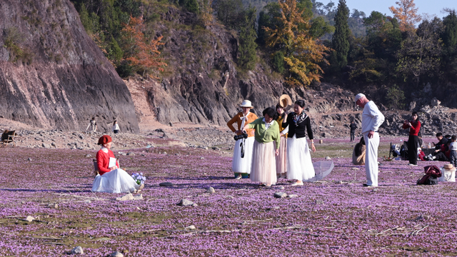 时隔五年！莲都再现“限定版”粉紫花海