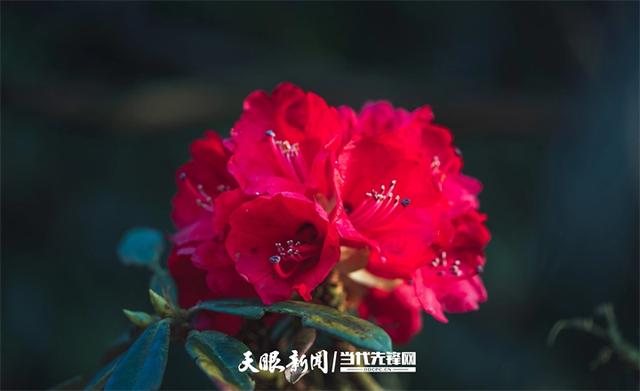 村意盎然的中国：浪漫杜鹃等你赴约