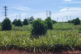 累计新增农用地4953亩！湛江农垦拆旧复垦项目全部通过竣工验收图片