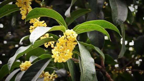 上海第一缕桂花香已到货！秋季“限定款”来了