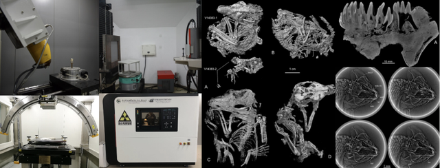 这个小盒子里的化石材料	，产生了非常多举世瞩目的成果，有十几篇顶刊文章｜卢静 一席少年第36位讲者
