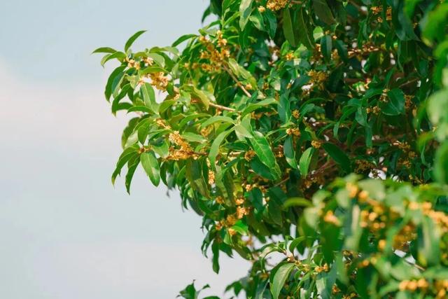 余杭“秋日恋歌”打卡地图出炉！