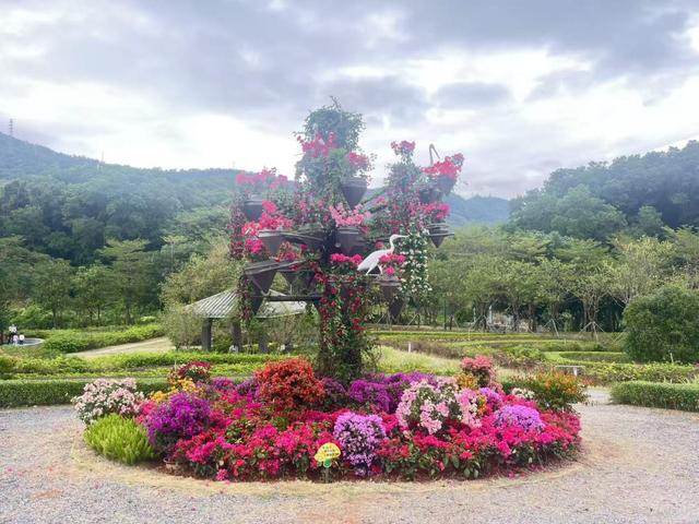 2025年深圳簕杜鹃赏花周11月“浪漫绽放”