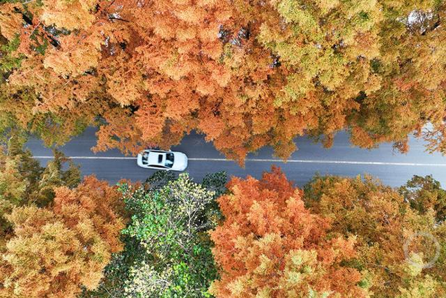 国道319线层林尽染绘就绝美 “公路画廊”