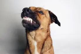 令人闻风丧胆的狂犬病，一文带你全了解｜世界狂犬病日图片