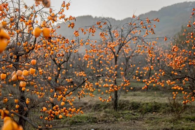 又好吃又好看！日照这里，火成新晋顶流！