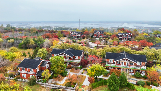 济宁冬季赏叶天花板，错过等一年的绝美景色