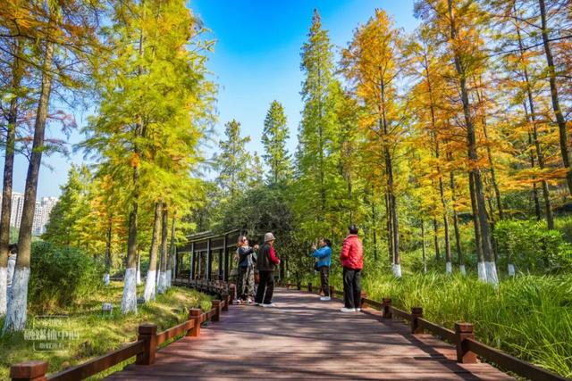 永川兴龙湖的水杉迎来最美的季节！