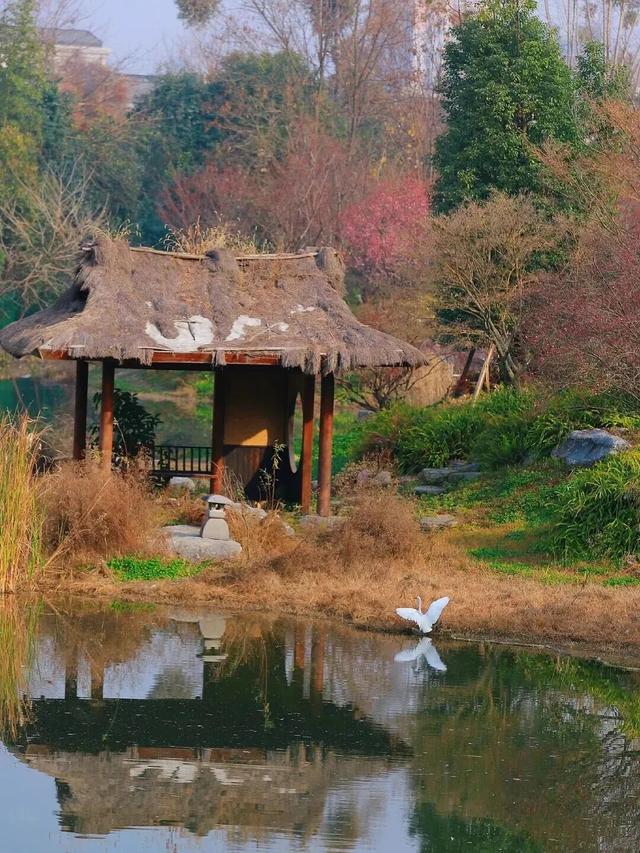 盛花期！这波“梅”景太出片，是谁拍到了啦