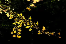 季节限定！普陀区公园里的景色美翻了图片