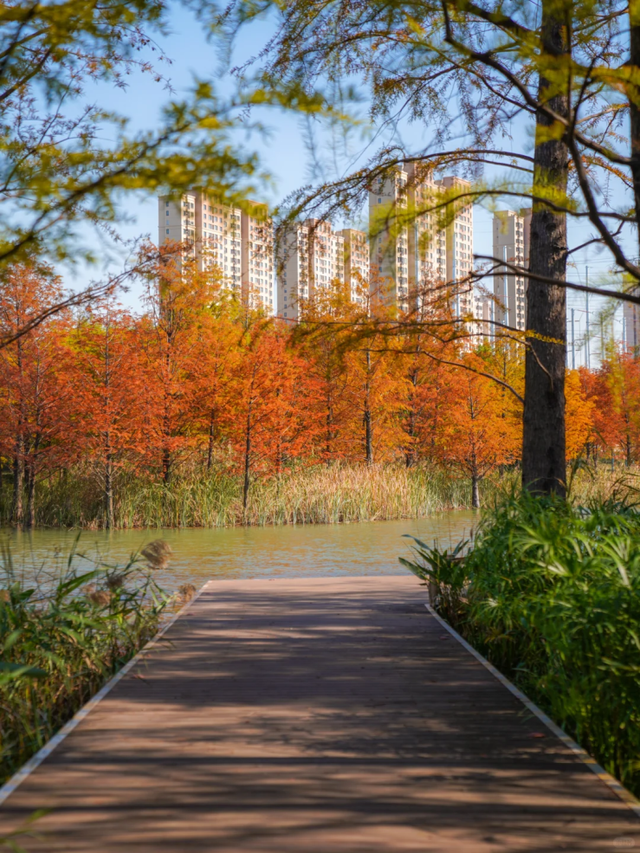 落羽杉红了！在上海发现了免费的阿勒泰同款梦幻秋景→